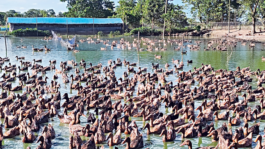 duck farming in Bangladesh