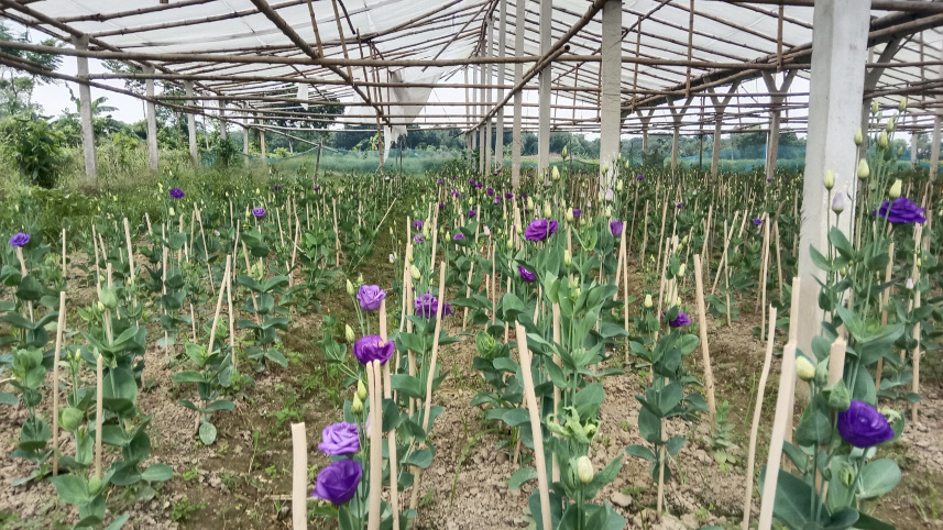Nandini Flower Cultivation in Bangladesh