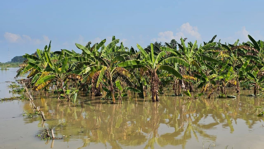 The Padma rose quickly, approaching the danger level and flooding banana, mashkalai and vegetable fields in the riverbank shoal areas. Photo: Star