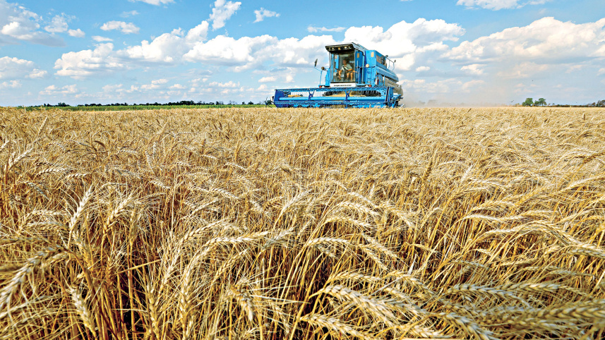 wheat.jpg