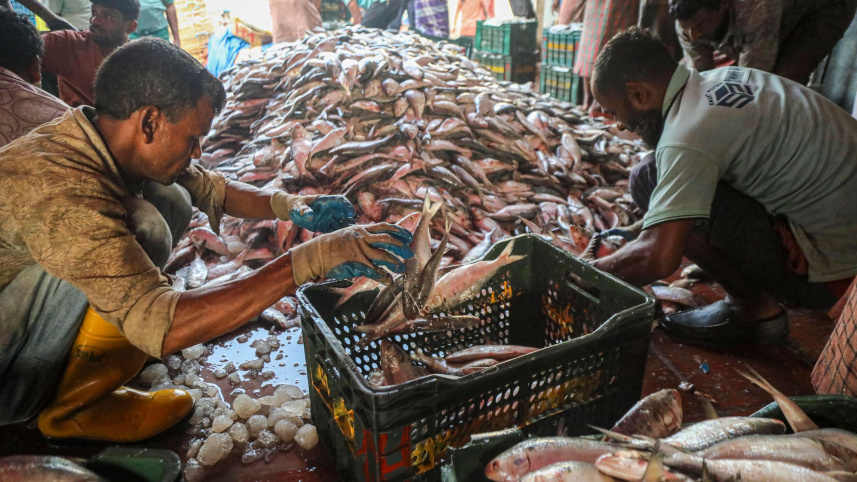 ED_1__Hilsa_collection_the_day_before_the_ban.jpg