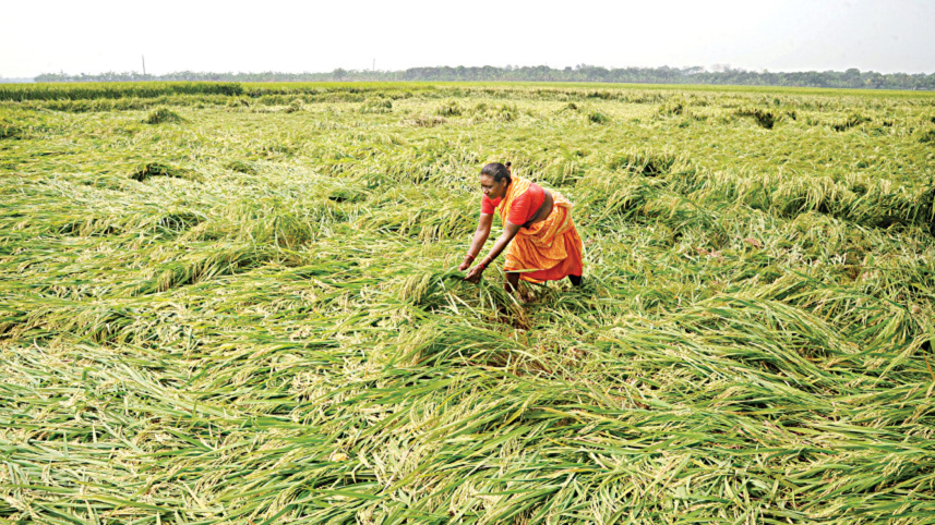 OP2-Paddy_field.jpg