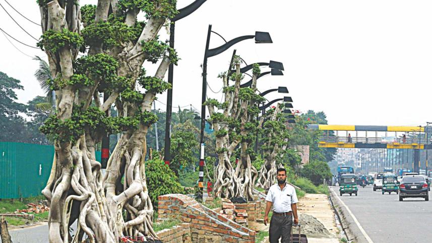 bonsai Ficus (Bot) trees planted