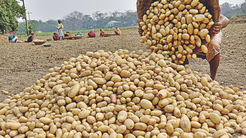 farmers pile up potatoes