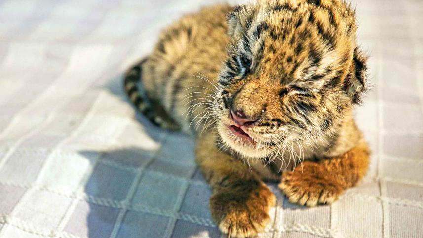 tiger.jpg
