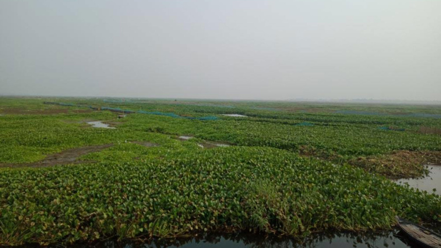 hyacinth-clogs-Gaznaar-Beel.jpg