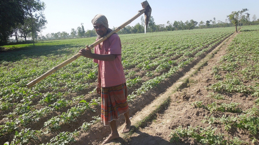 Potato-cultivation-Rangpur-region.jpg