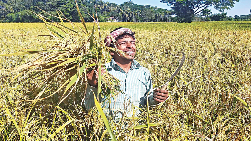 Bumper-Aman-yield-Netrakona-farmers.jpg