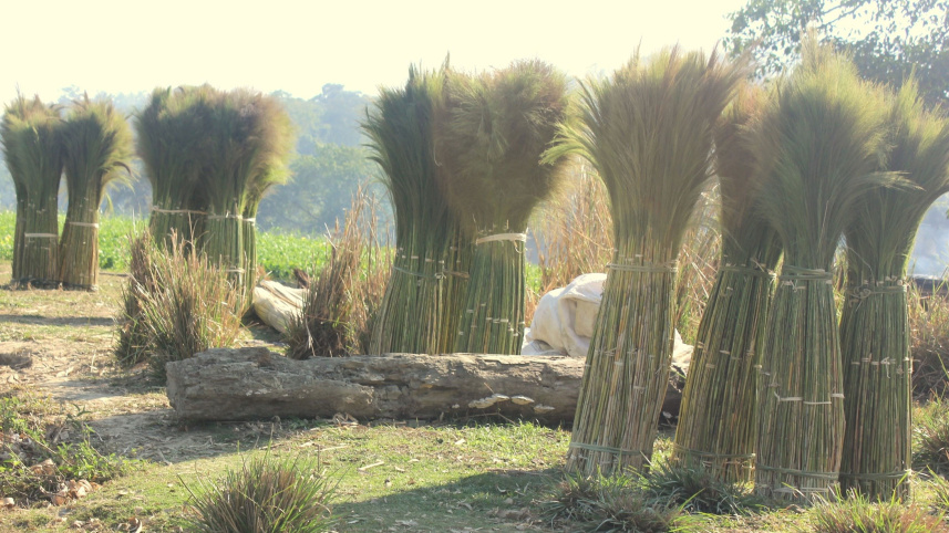 Broom-grass.jpg