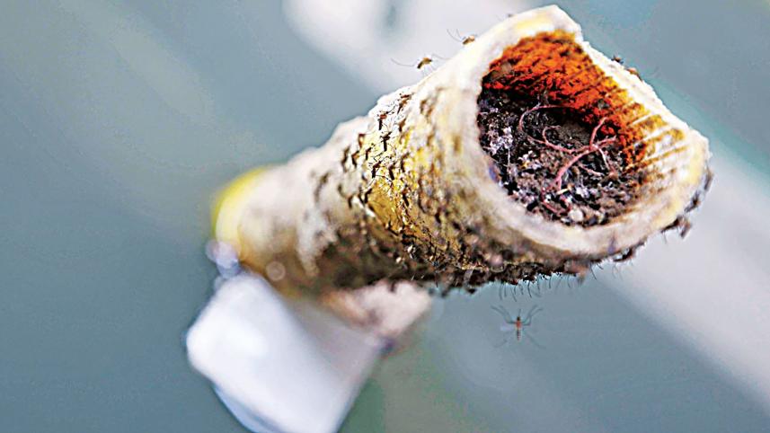 Mosquito-menace-port-city.jpg