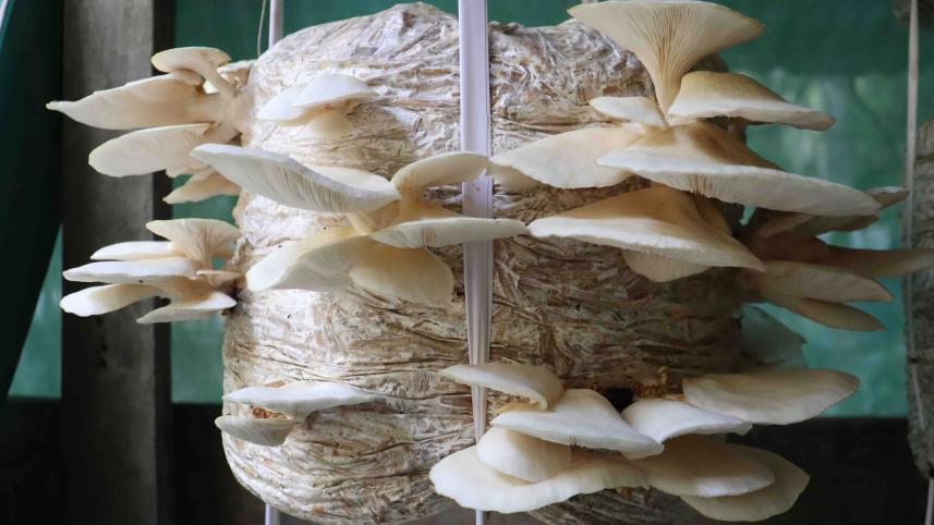 Mushroom-magic-Pirojpur.jpg