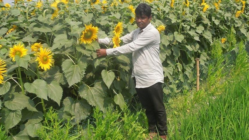 Nilphamari-sunflower-cultivation.jpg