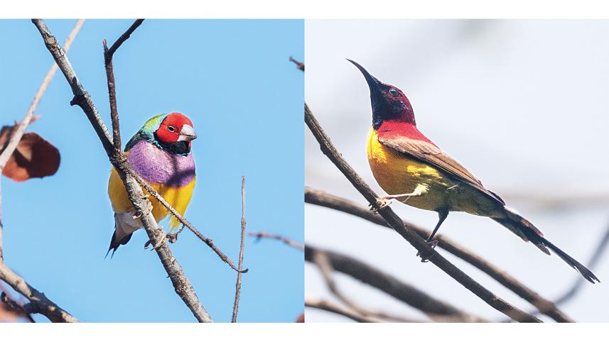 Gouldian-Finch.jpg