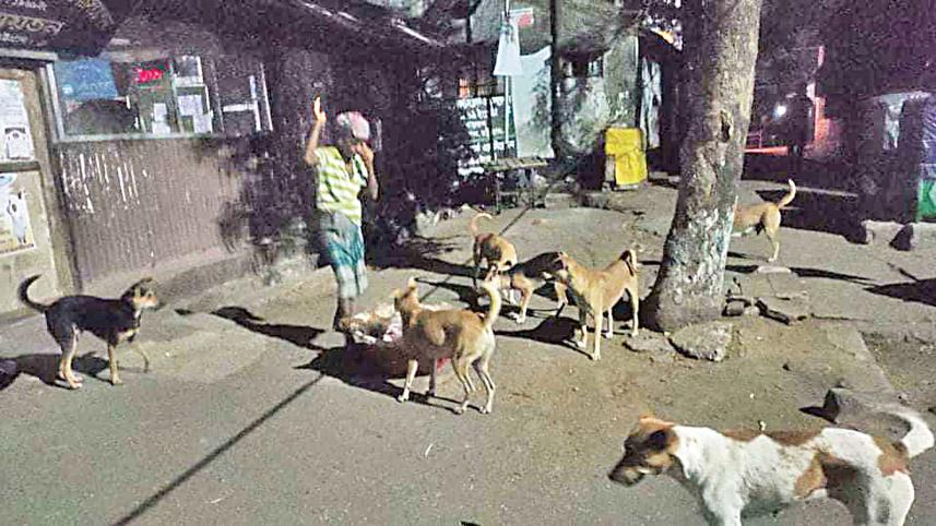 starved-strays.jpg