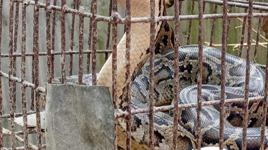 Lalmonirhat python-02.jpg