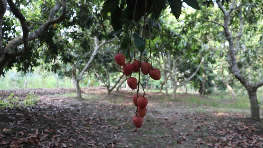 frustrates-Nazirpur-litchi-growers.jpg