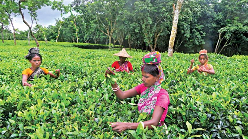tea_garden_0.jpg