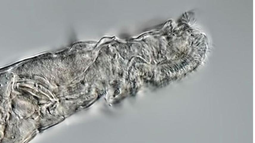 Rotifer-4.JPG