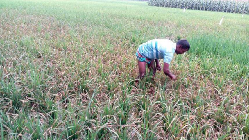 A farmer examines.jpg