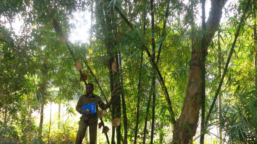 A salinity-resistant bamboo.jpg