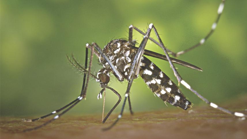 Aedes albopictus.jpg