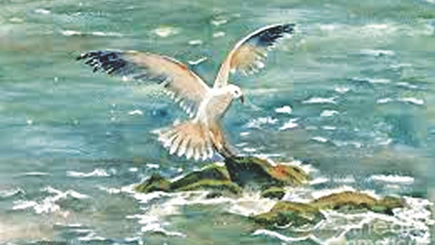 Affluent Seagull.jpg