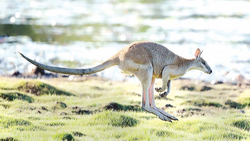 Agile Wallaby.jpg