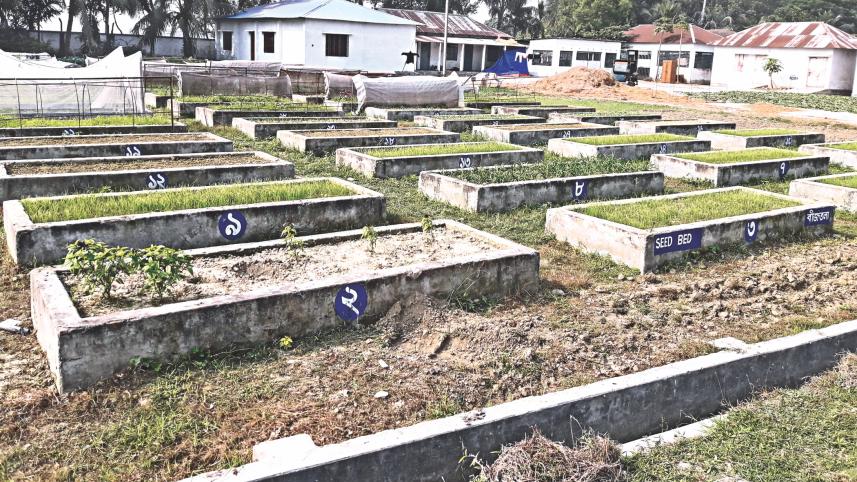 All-season onion 1.jpg