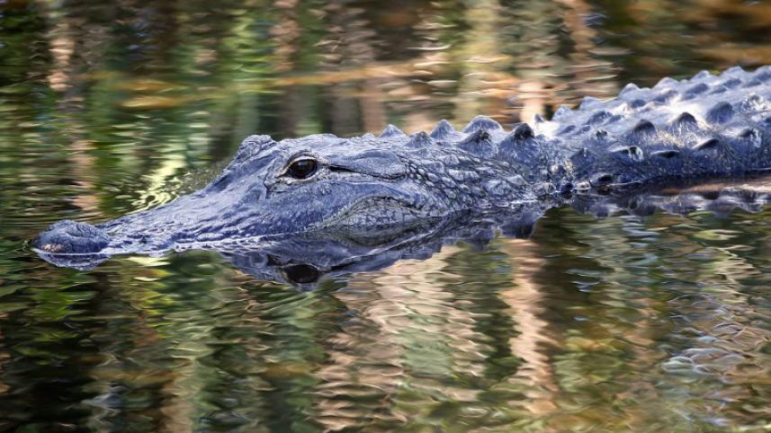 alligator.jpg