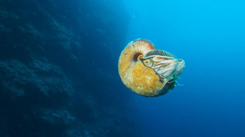 Allonautilus2.jpg
