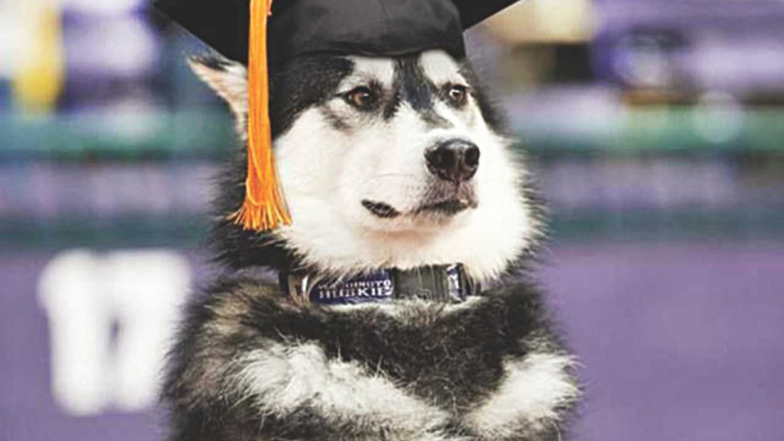 Alternative Uses of Your University Degree