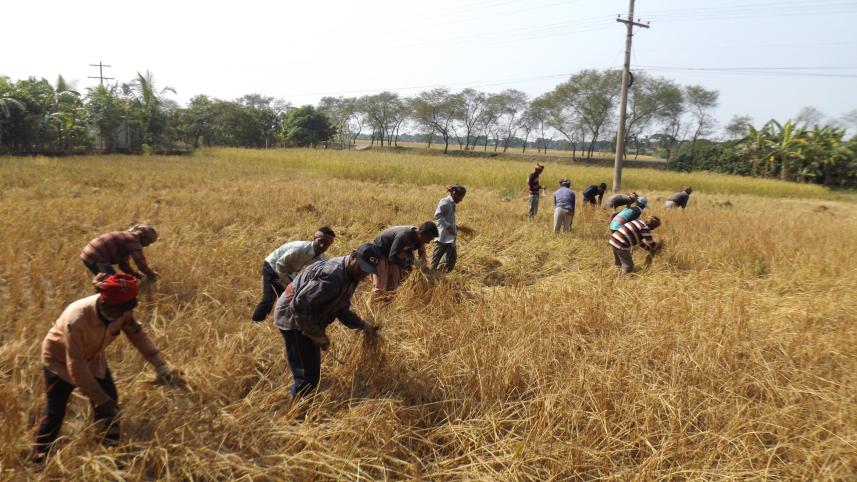 Aman growers unhappy.jpg