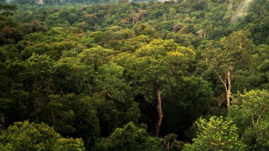 Amazon_Manaus_forest-wb.jpg
