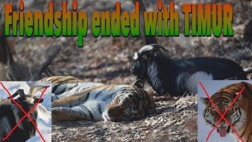 amur and timur 1.jpg