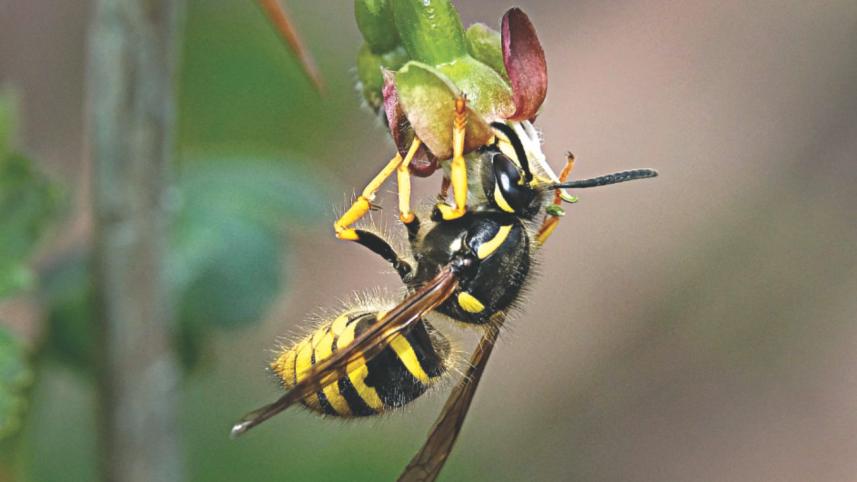 ant.jpg