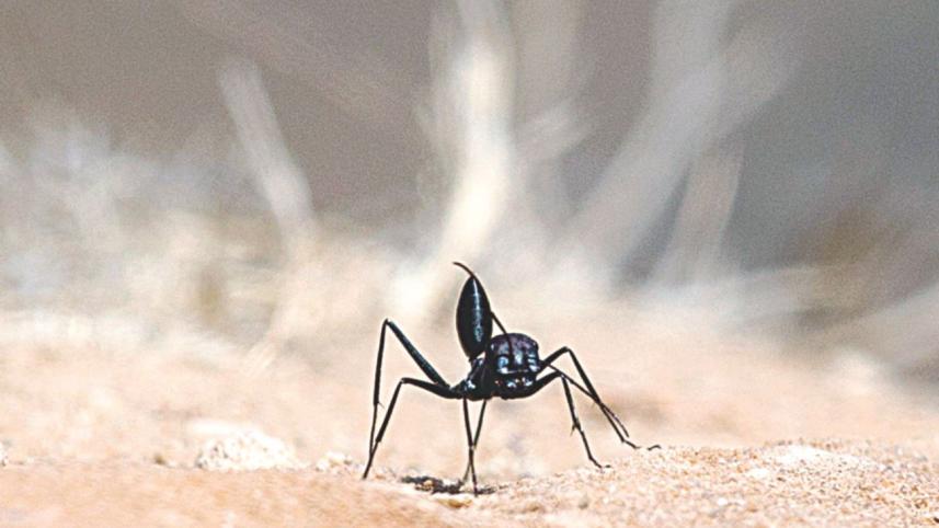 ants.jpg