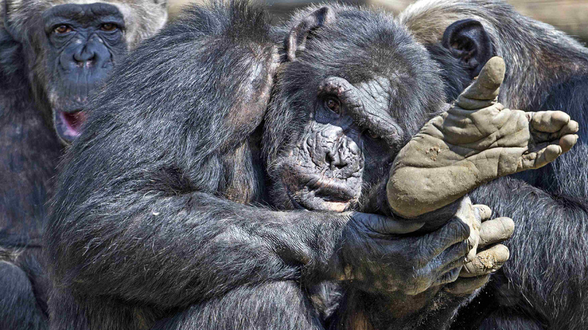 complex cognitive skills , 'King Kong' videos, apes
