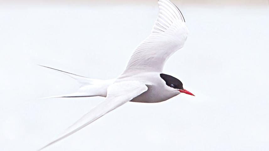 Arctic-Tern.jpg