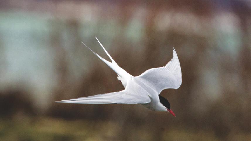 Arctic tern.jpg