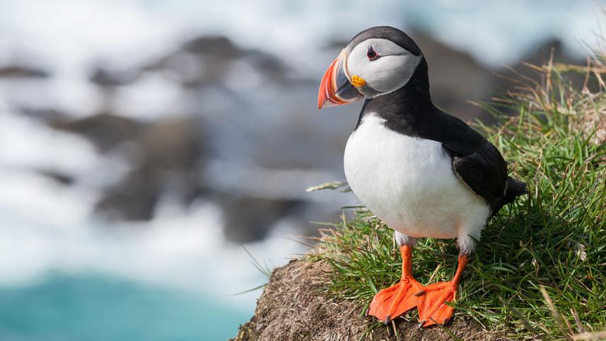 atlantic-puffin.jpg