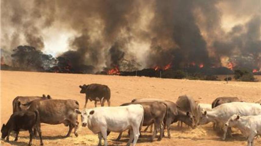 australia bushfire.jpg