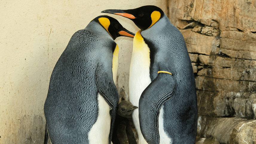 AUSTRIA-ZOO-PENGUIN