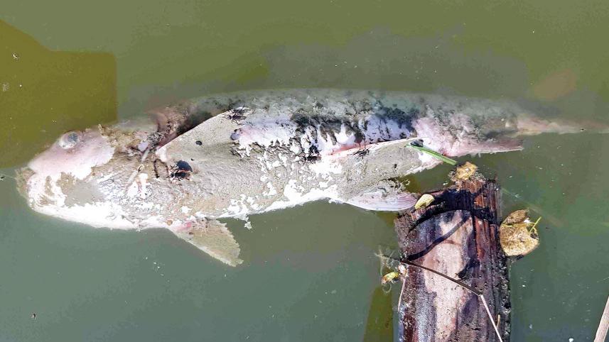 Bagerhat-Farm-Fish-Dying.jpg