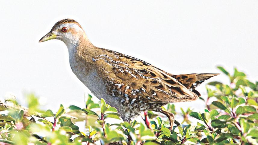 Ballion's crake.jpg