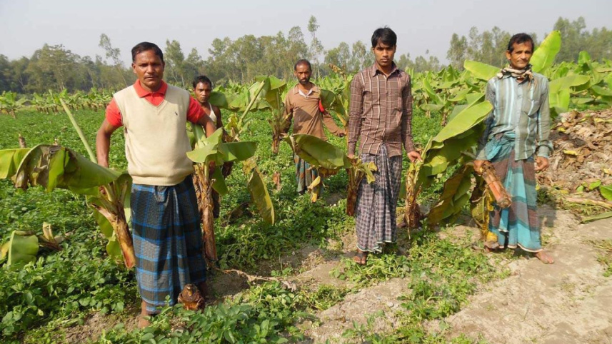 banana tree fells.jpg