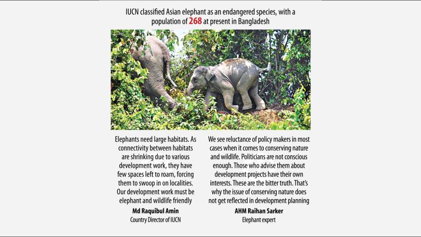 bangladesh elephants.jpg