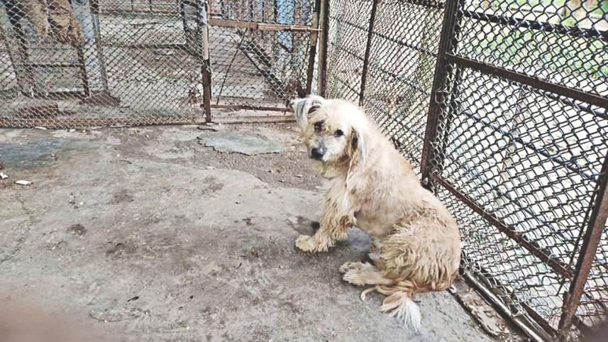 Bangladesh National Zoo 1.jpg