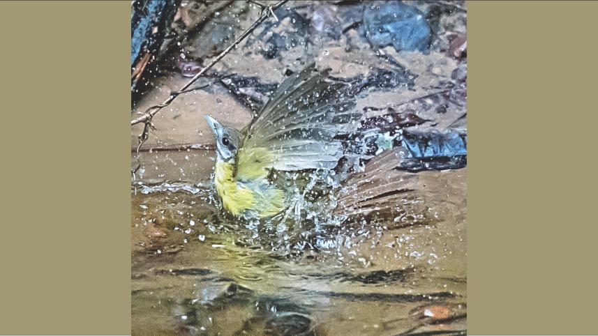 Bathing Beauties.jpg