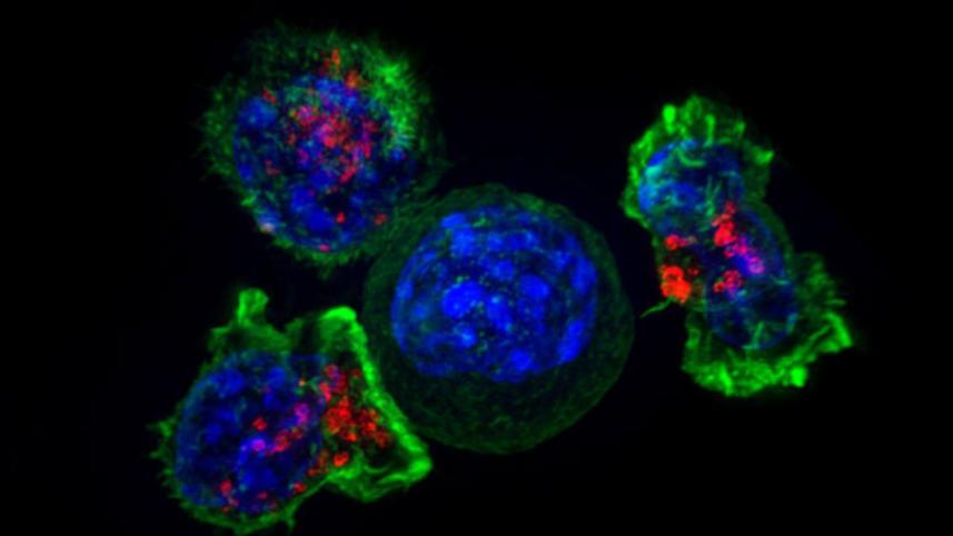 BBC-Cancer-Cells-UCL WEB.jpg