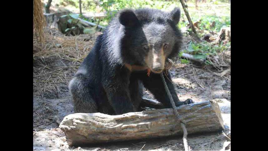 bear-baghaichhari (2).jpg